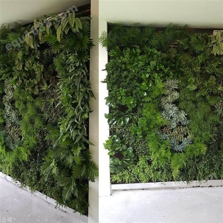 幼儿园绿植景观墙 真植物墙安装 金森