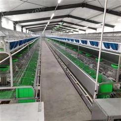 加粗材质 新型欧式兔笼 自动喂料 自动清粪 新胜顺畜牧设备
