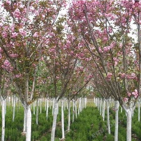 万森观赏垂枝樱花树品种全 行道树 基地樱花树苗供应