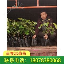 广西5bb葡萄砧木|梧州阳光玫瑰脱毒苗100株价格实惠