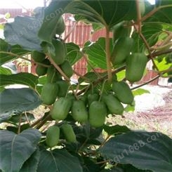 欢乐果园 软枣猕猴桃量大价优 大果型软枣猕猴桃 露天种植