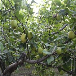 欢乐果园 苹果梨种苗庭院种植批发 耐寒苹果梨苗 欢迎致电
