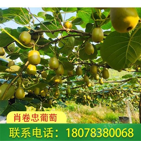 桂林|灌阳红心猕猴桃出售价格合理