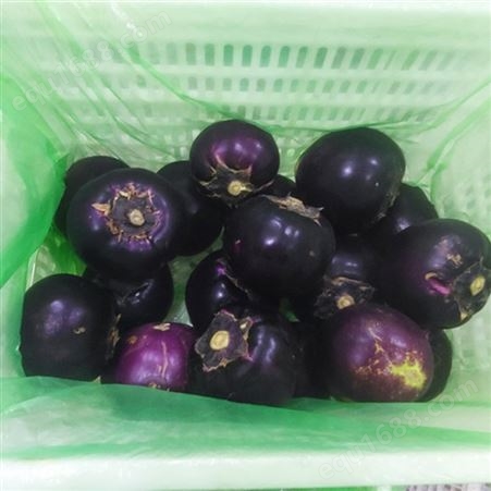 圆茄子 新鲜蔬菜 紫皮白瓤 货源充足 斯刻达供应