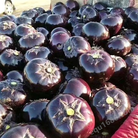 圆茄子 新鲜蔬菜 紫皮白瓤 货源充足 斯刻达供应