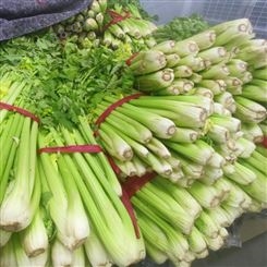 芹菜 新鲜蔬菜 清鲜翠绿 清炒好吃 货源充足 斯刻达供应