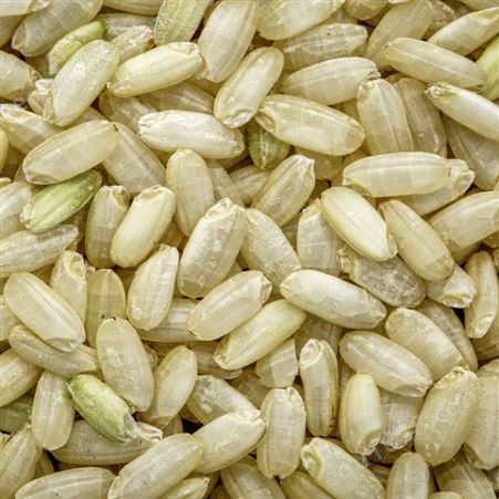 彝山香批发 绿糙米 绿硬米 杂粮 粗粮 健身脂减饭