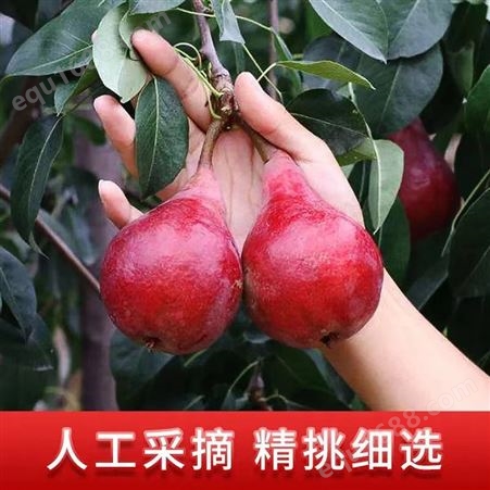 现摘红啤梨软梨新鲜孕妇水果当季整箱太婆梨5斤10斤红皮梨
