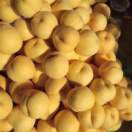 新鲜黄桃现摘现发应季孕妇桃子水果脆甜桃酸甜多汁黄毛桃 巧夺