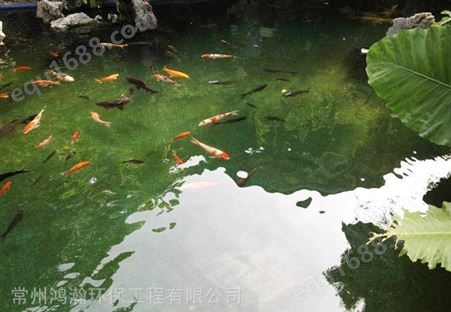 嘉兴市花园鱼池水发绿、水浑浊处理。
